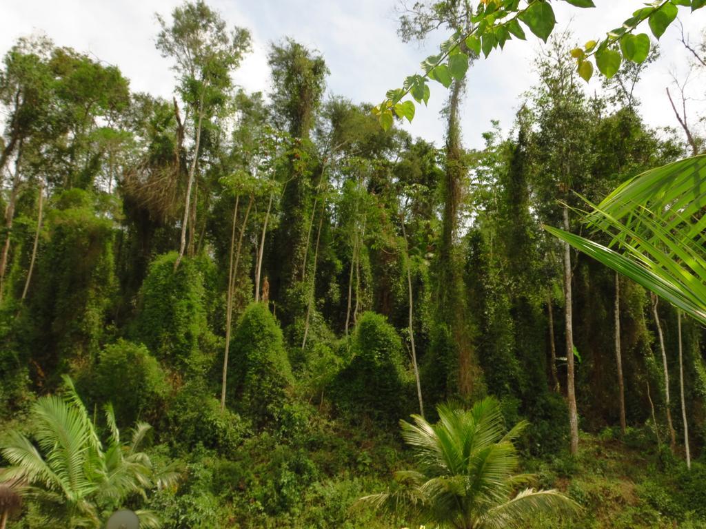 Pousada Bangalo De Barro Paraty Luaran gambar